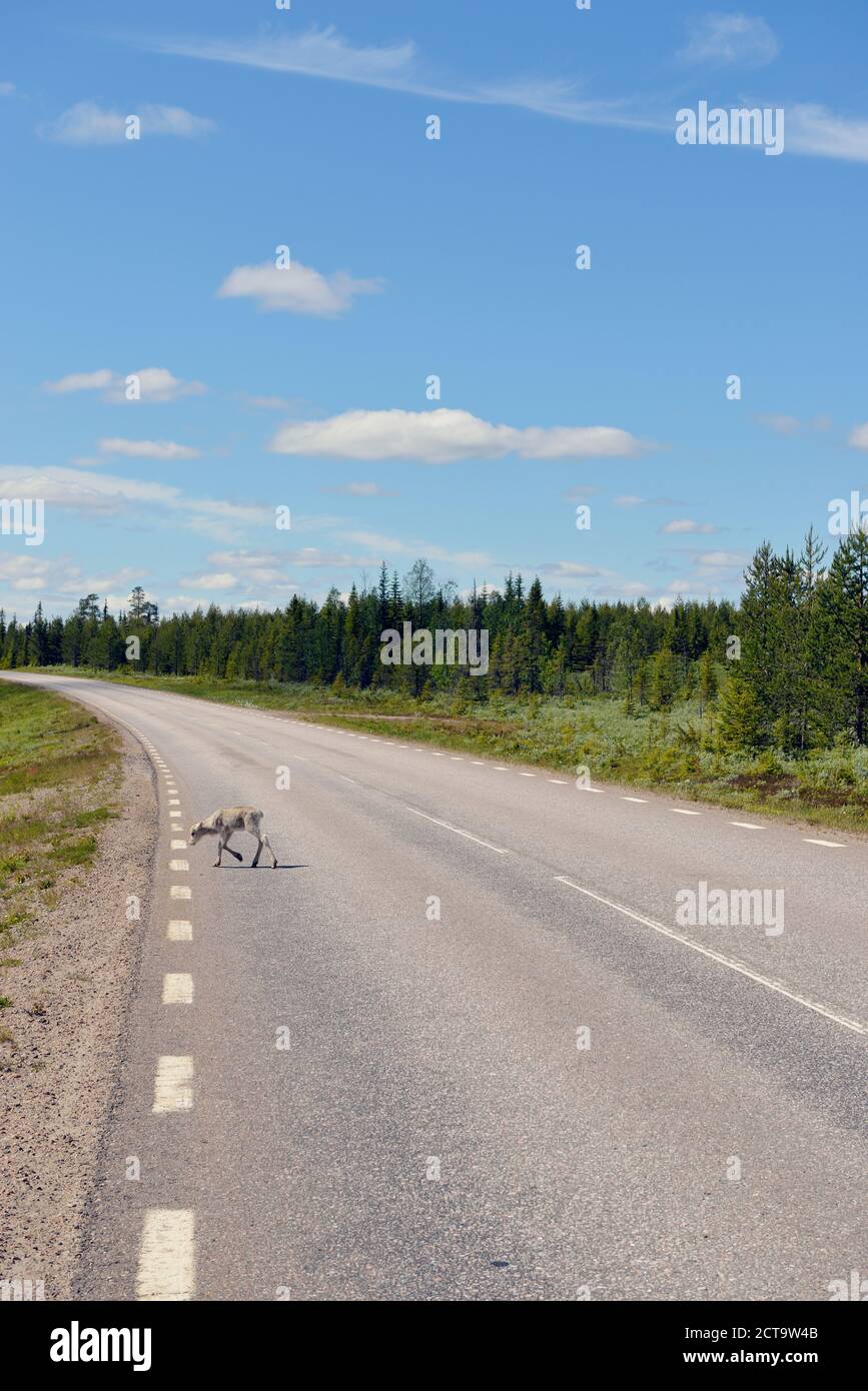 La Svezia, Arvidjaur, giovani renne attraversando via Foto Stock