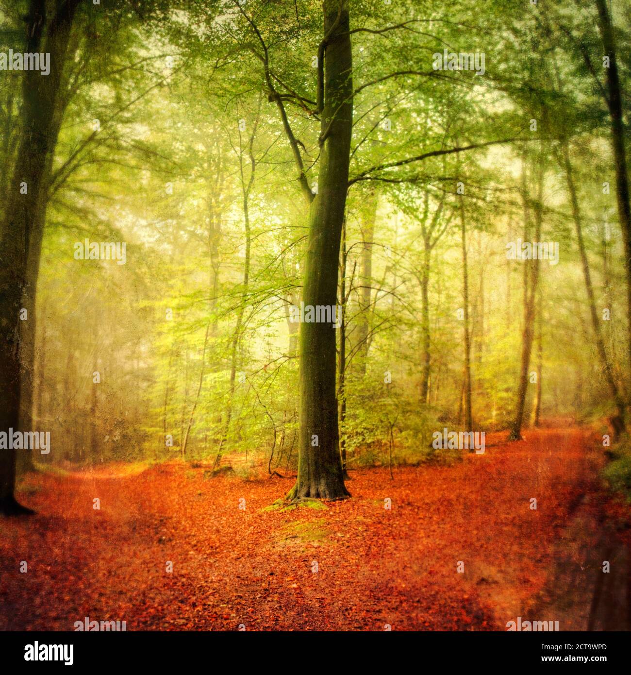 Forcella percorso nella foresta di autunno Foto Stock