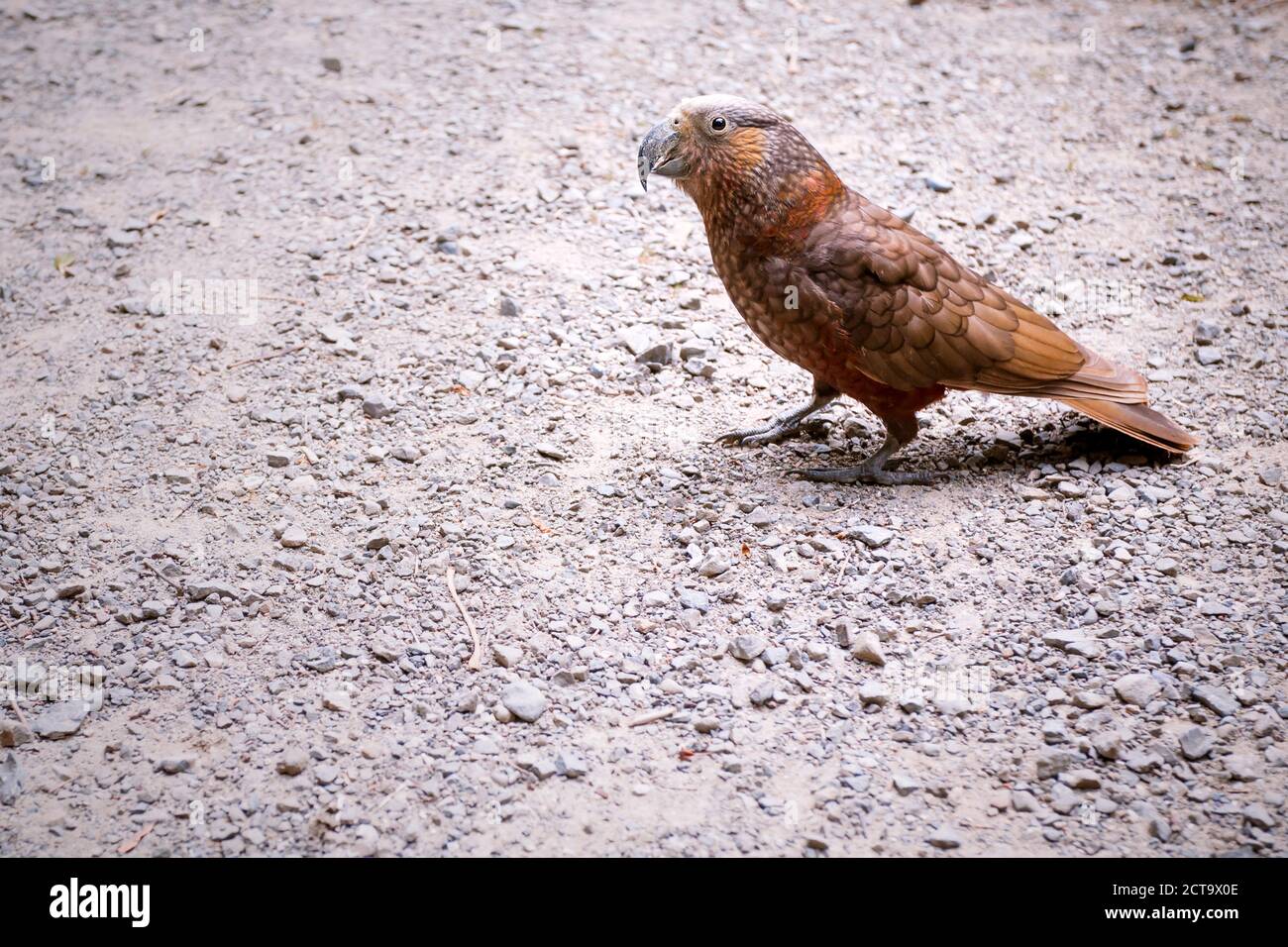 Nuova Zelanda, Pukaha Mount Bruce National Wildlife Center, Kaka (Nestor meridionalis) Foto Stock