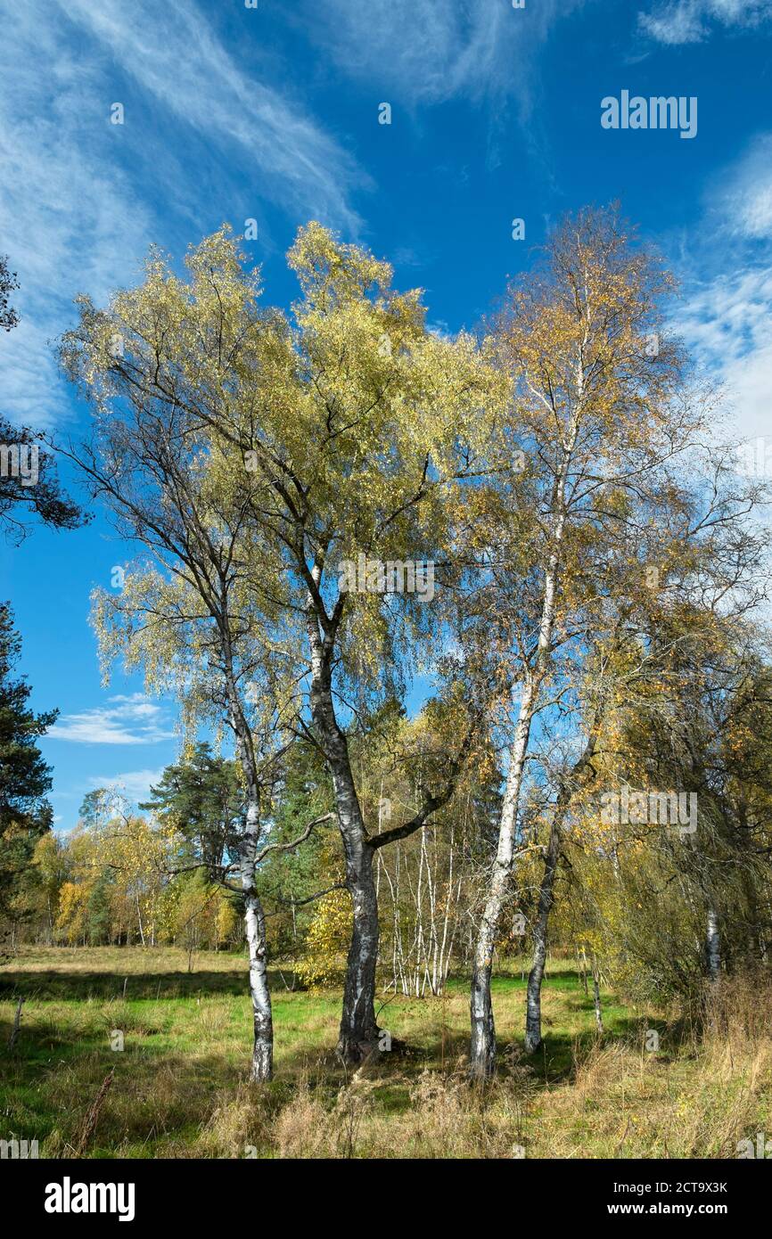 Germania, Baden Wuerttemberg, Villingen-Schwenningen, roverella betulle a Schwenninger Moos Riserva Naturale Foto Stock