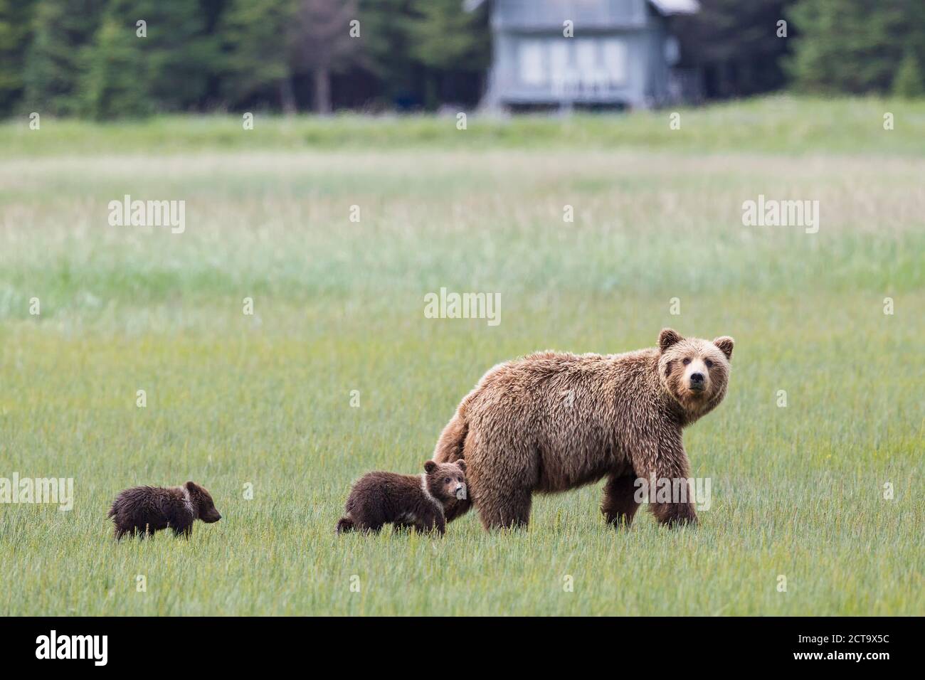 Stati Uniti d'America, Alaska, Parco Nazionale e Riserva del Lago Clark, orso bruno con i cuccioli Foto Stock