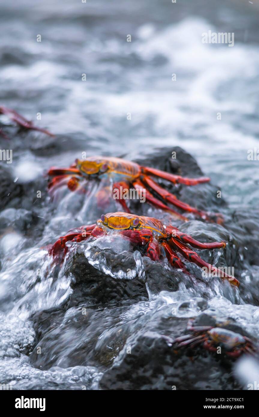 Oceania, Isole Galapagos, Santa Cruz, due red rock granchi, Grapsus grapsus, seduto su una roccia nel surf Foto Stock