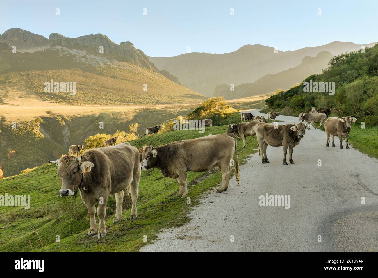 Spagna Cantabria, Parco Nazionale Picos de Europa, vacche sulla strada a Collado de Llesba Foto Stock