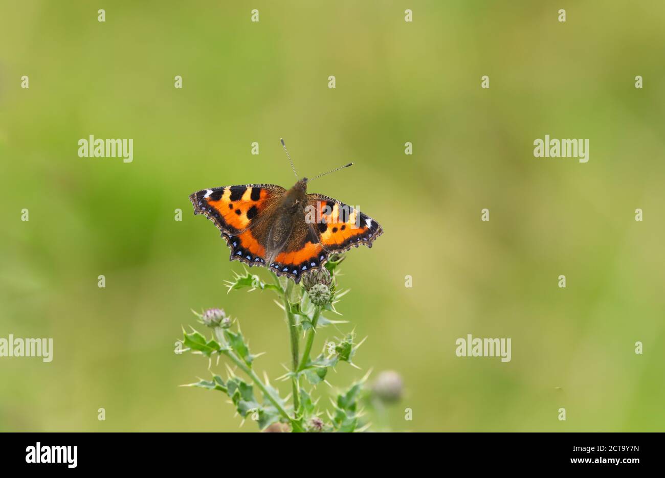 Piccola farfalla di tartaruga (Aglais orticae) su un cardo Foto Stock