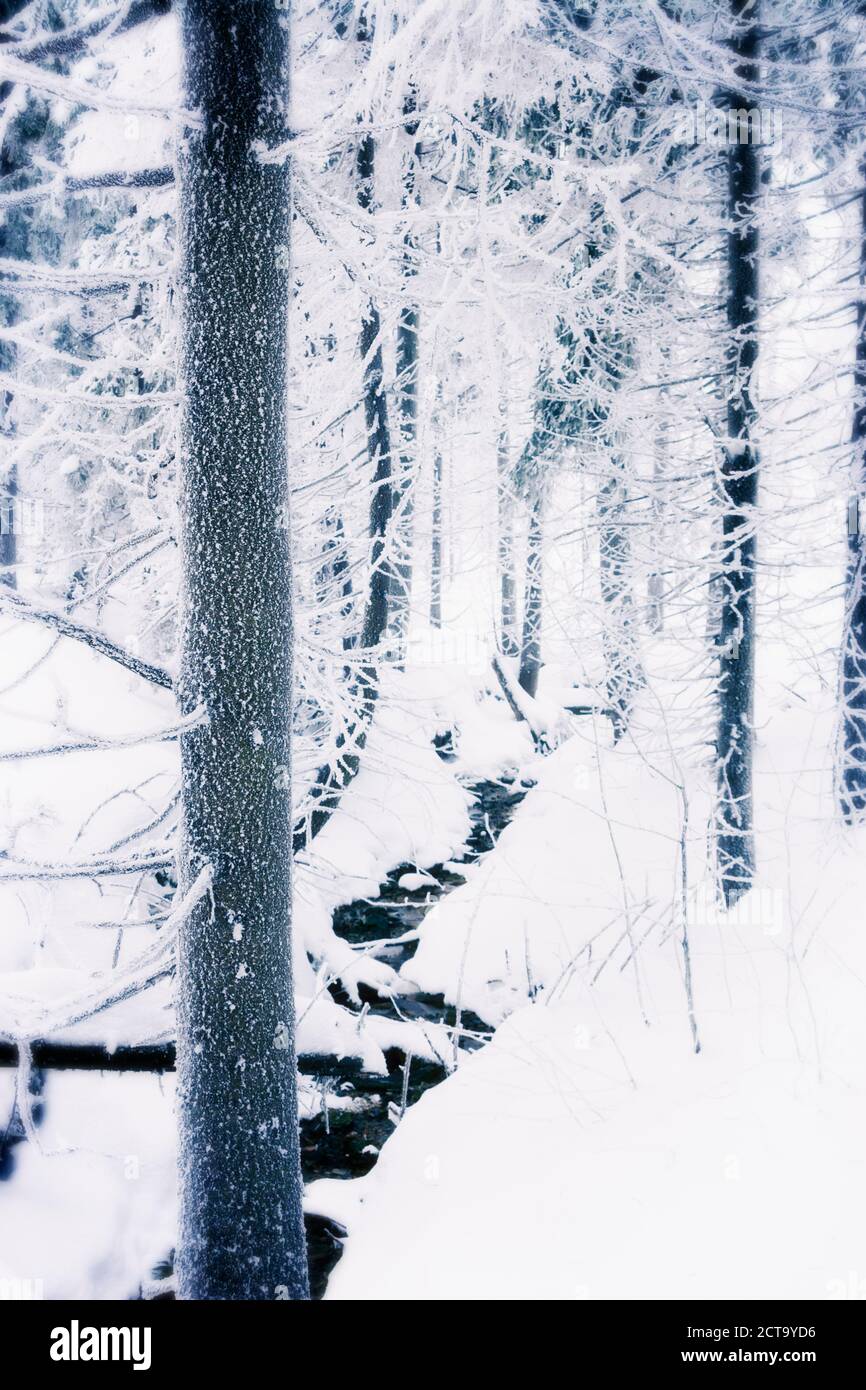 Germania, Bassa Sassonia, paesaggio invernale a Harz Foto Stock