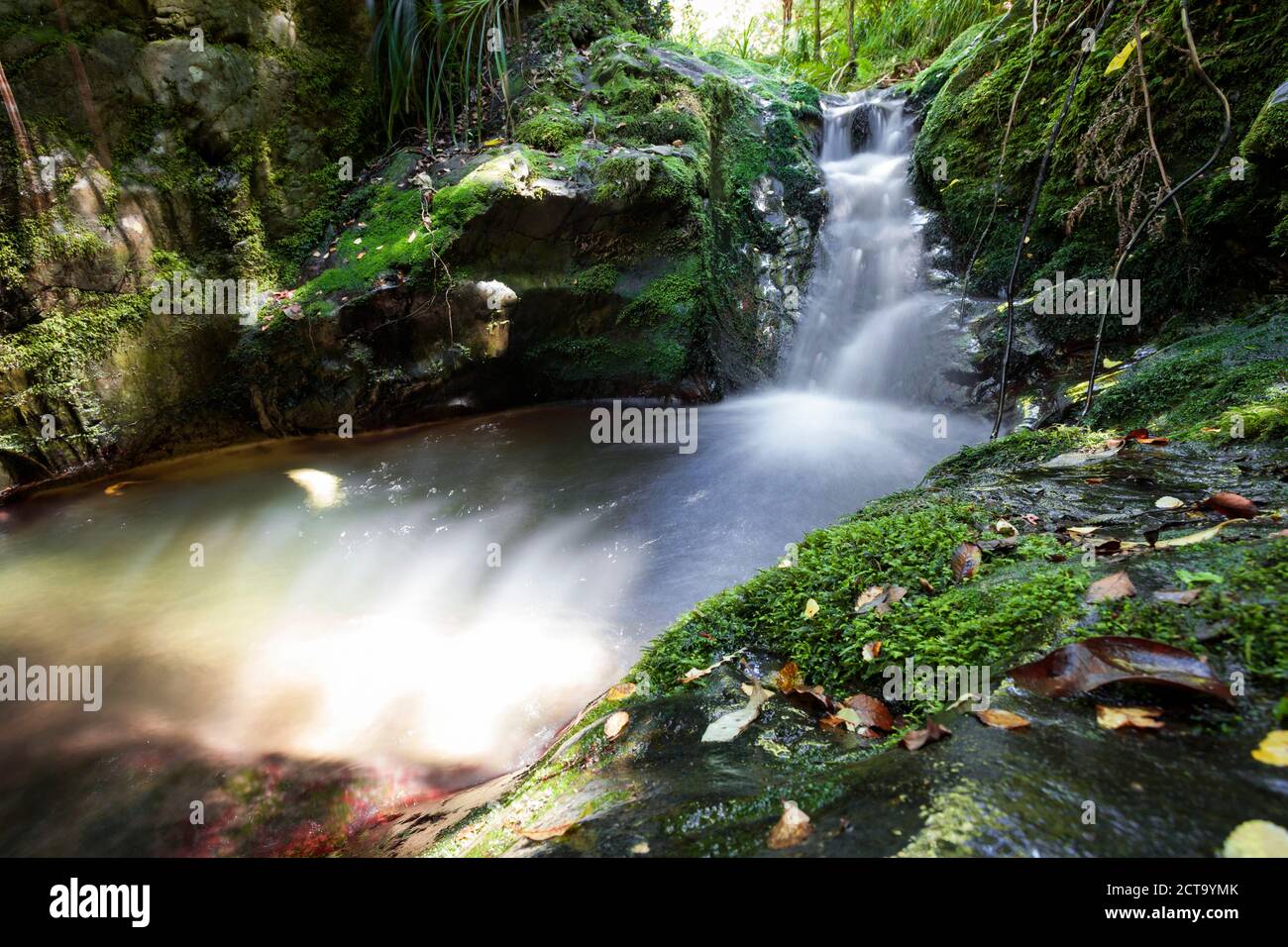 Nuova Zelanda Marlborough Sounds, fiume, rain forest Foto Stock