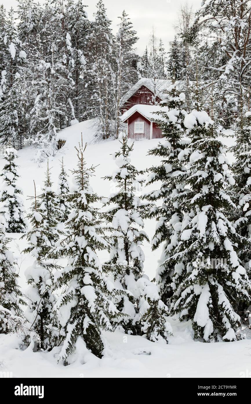 La Scandinavia, Finlandia, Kittilaentie, vuota capanna in legno nella foresta in inverno Foto Stock