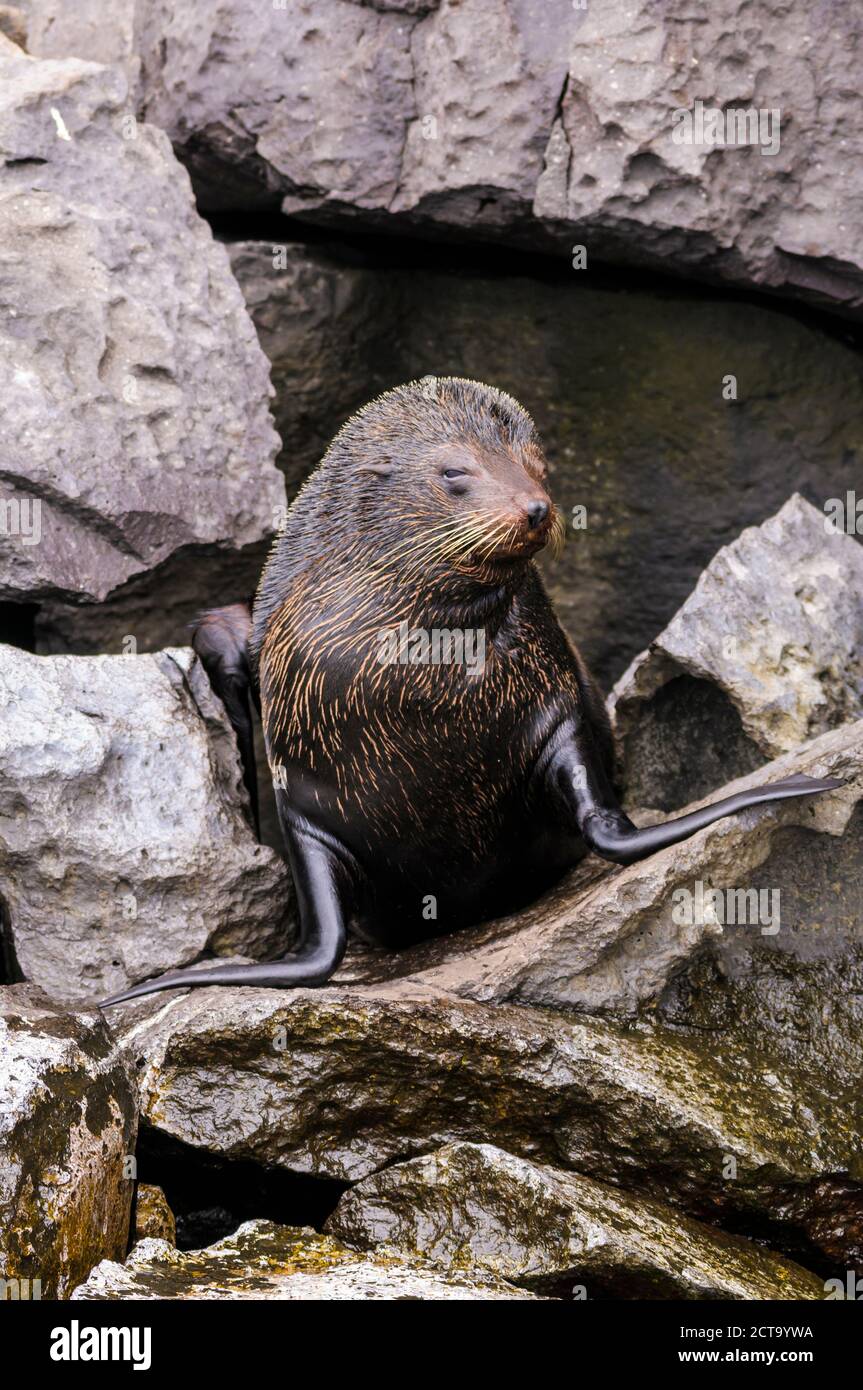Ecuador, Galapagos, genovesa, Galapagos pelliccia sigillo, Arctocephalus galapagoensis, Foto Stock
