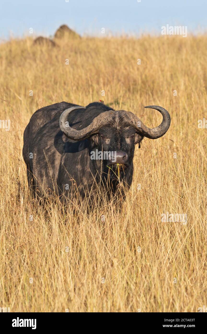 Africa, Kenia Masai Mara National Reserve, bufalo africano o bufalo del capo (Syncerus caffer) in erba alta Foto Stock Africa, Kenia Masai Mara National Reserve, bufalo africano o bufalo del capo (Syncerus caffer) in erba alta Foto Stock