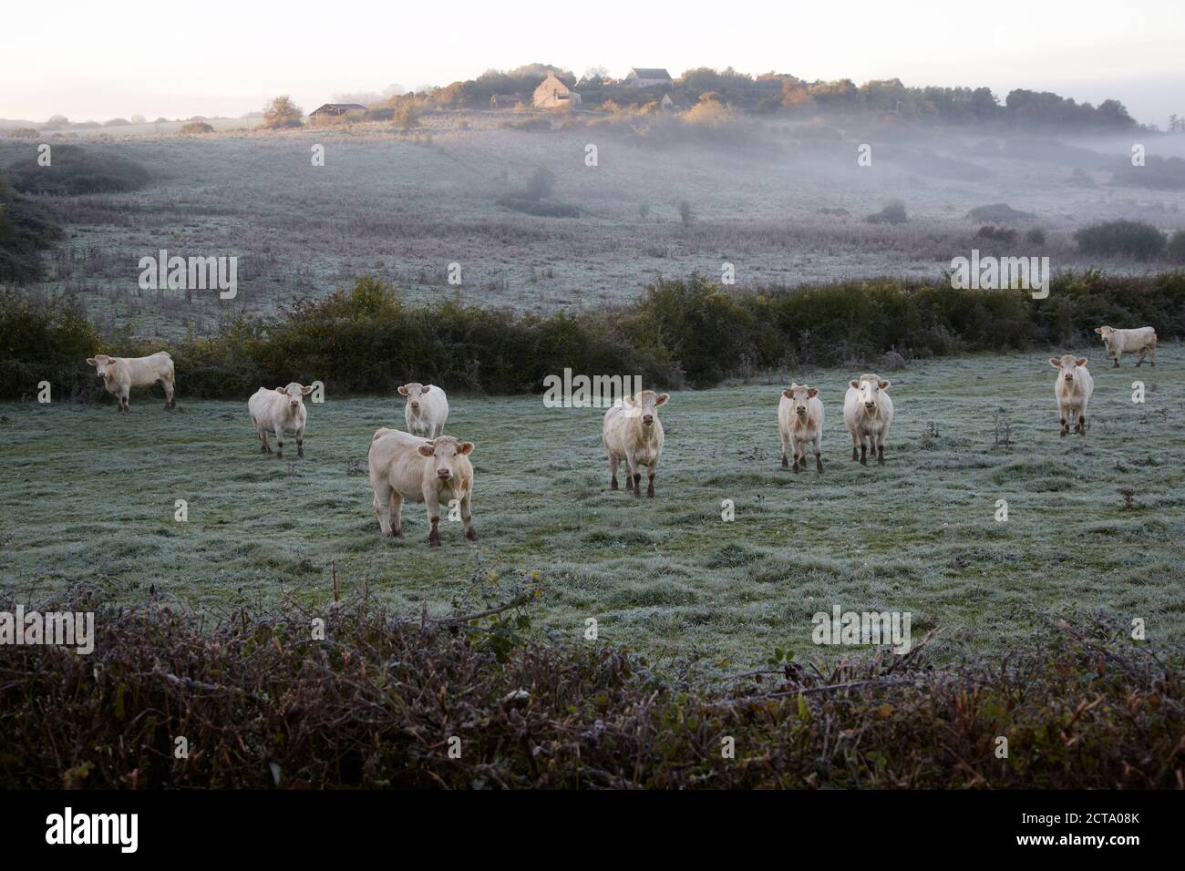 Francia, Borgogna, Charolais bestiame al pascolo vicino a Nevers Foto Stock