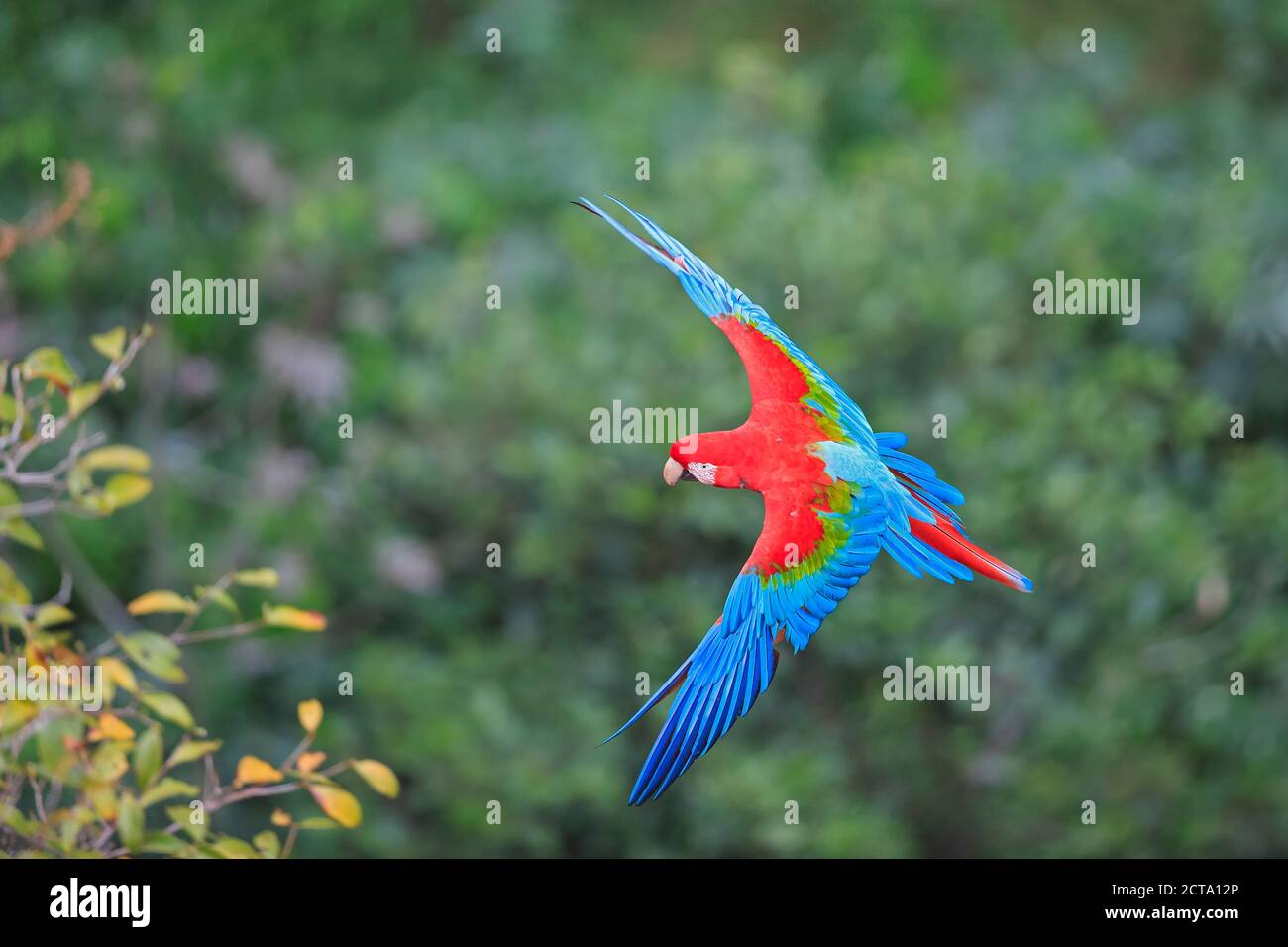 Il Brasile, Mato Grosso, Mato Grosso do Sul, Bonito, Buraco di macaws, battenti scarlet macaw Foto Stock