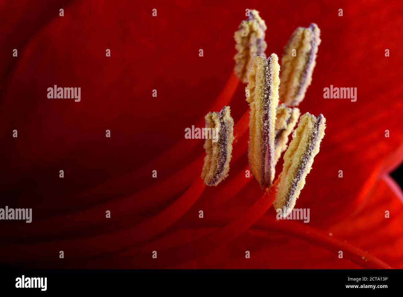 Stame di rosso amaryllis, Amaryllidaceae, close-up Foto Stock