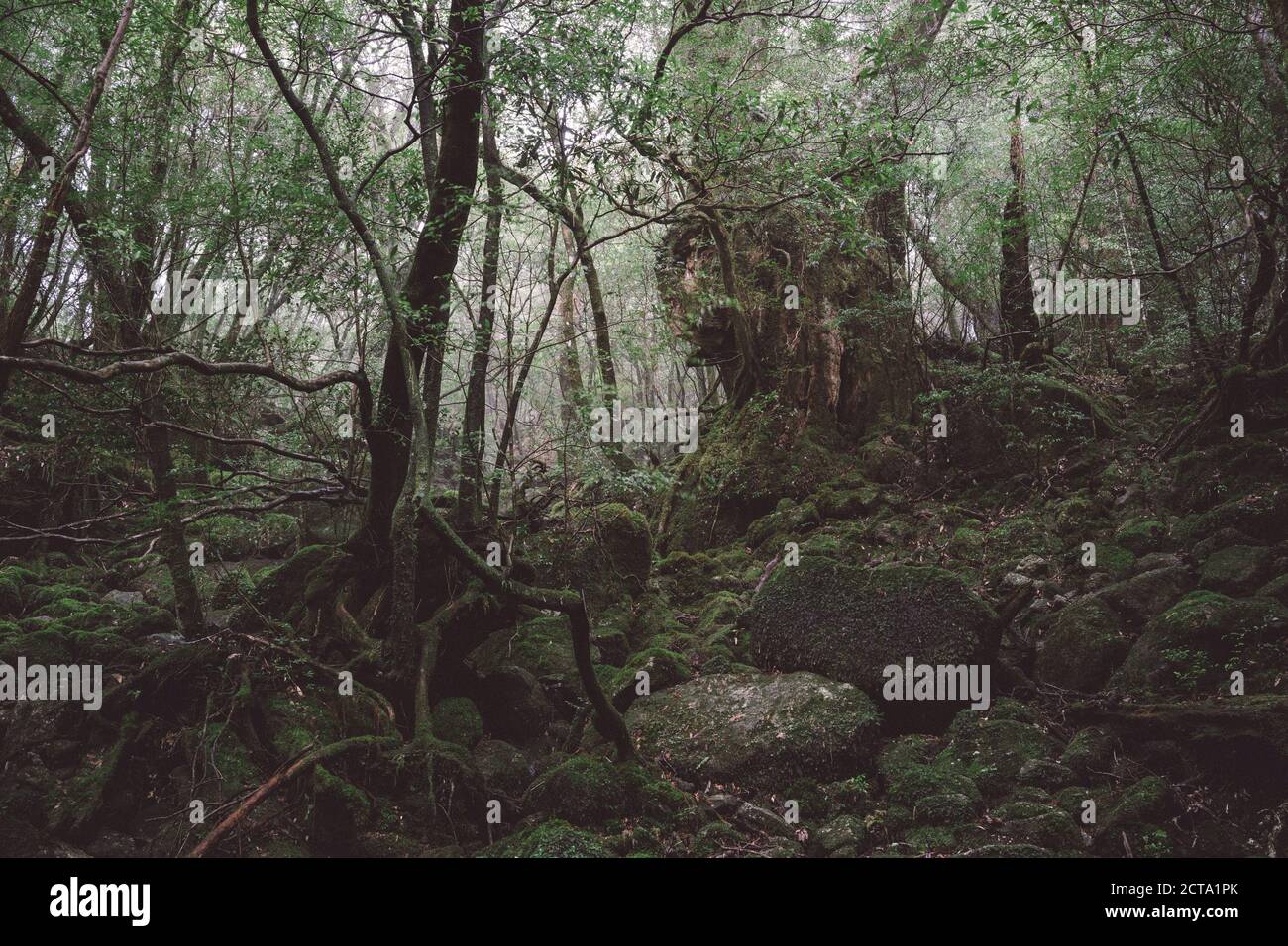 Giappone, foresta pluviale dell'isola Yakushima, patrimonio mondiale Unesco sito naturale Foto Stock