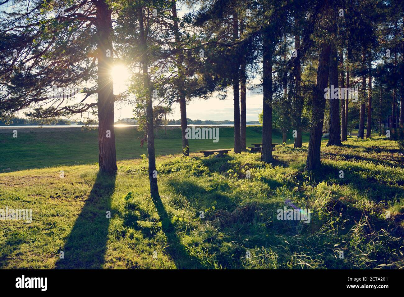 La Svezia, Storuman, Sun shing attraverso conifere Foto Stock