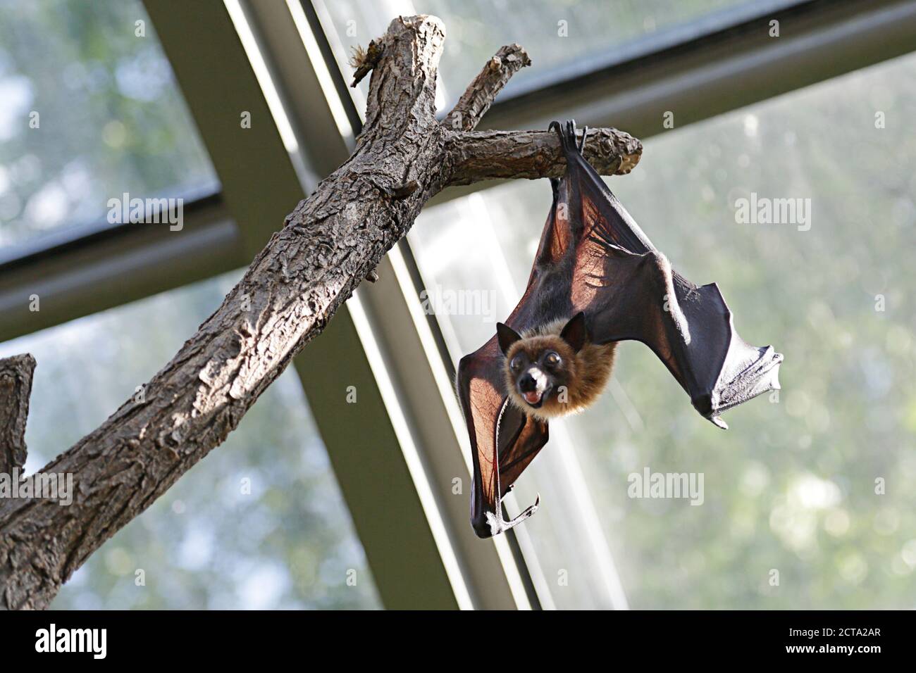 Pipistrello appeso su un ramo di albero Foto Stock