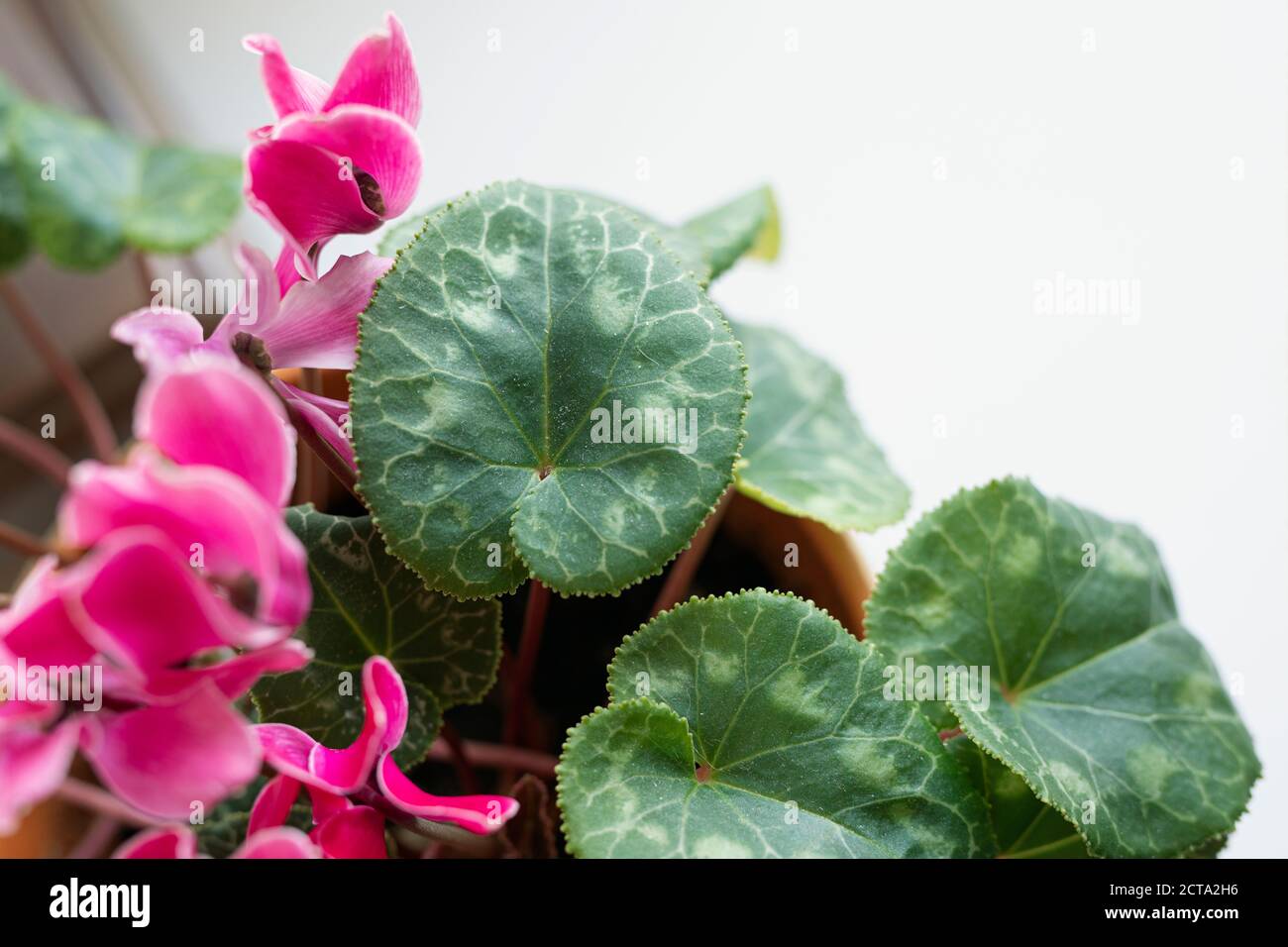 Ciclamino. Fiori di ciclamino viola, rosa su sfondo chiaro sul davanzale Foto Stock
