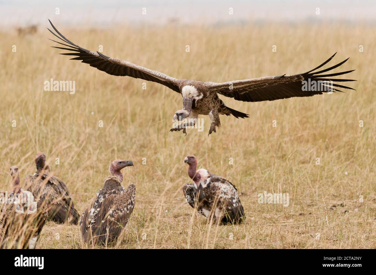 Kenya, Rift Valley, il Masai Mara riserva nazionale, Rueppell avvoltoio di volare con ali spiegate Foto Stock