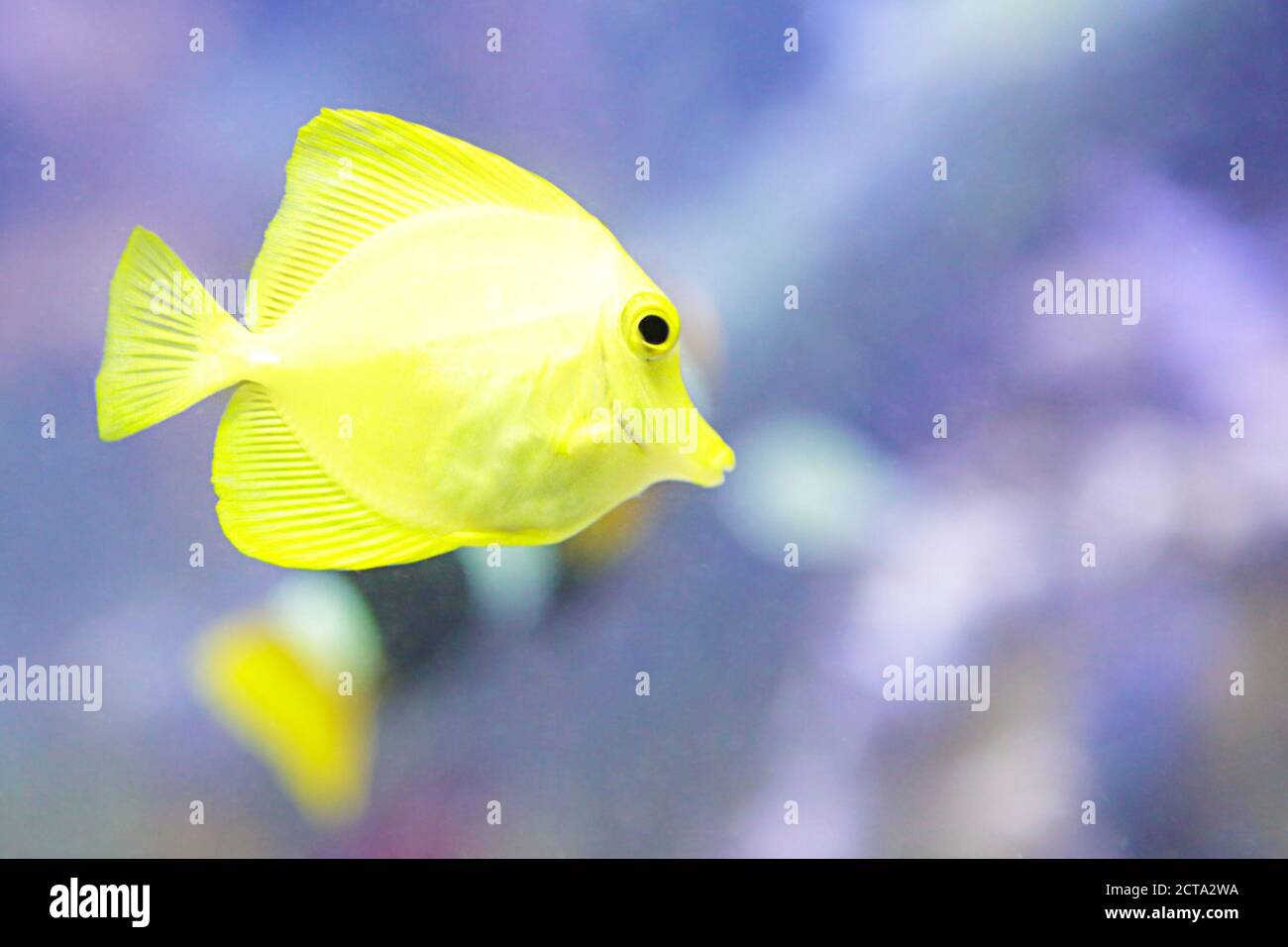 Primo piano di un codolo giallo (Zebrasoma flavescens) Foto Stock