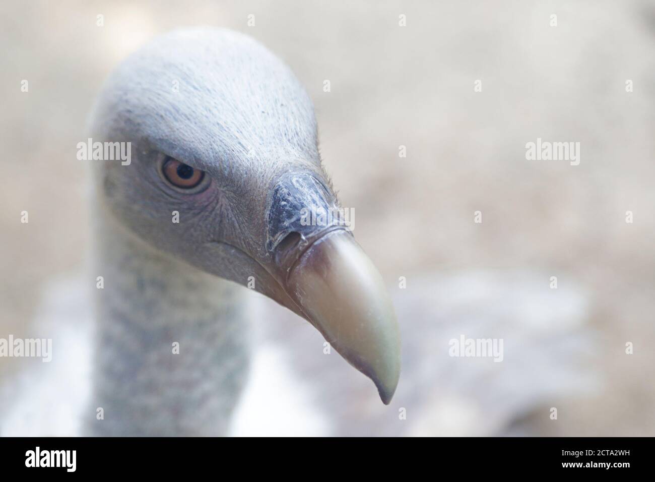Primo piano della testa di un grifone avvoltoio (Gyps fulvus) Foto Stock