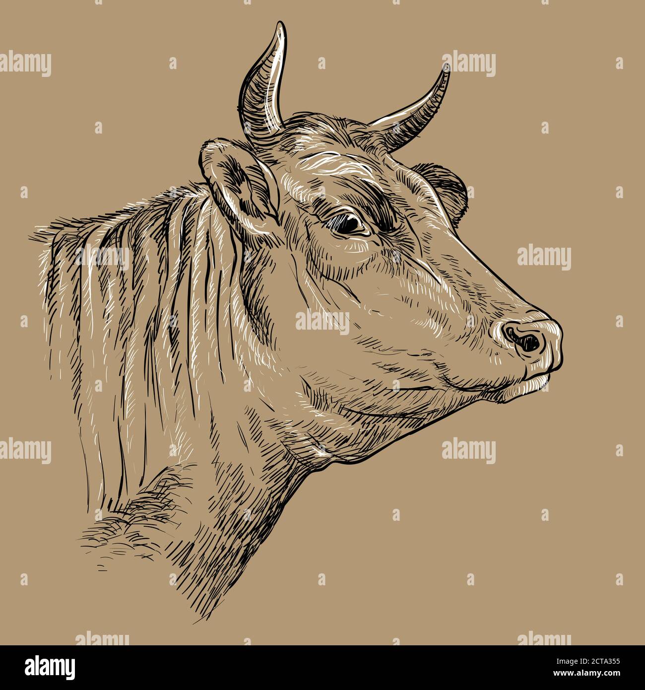 Testa di mano di vacca disegno illustrazione marrone Illustrazione Vettoriale
