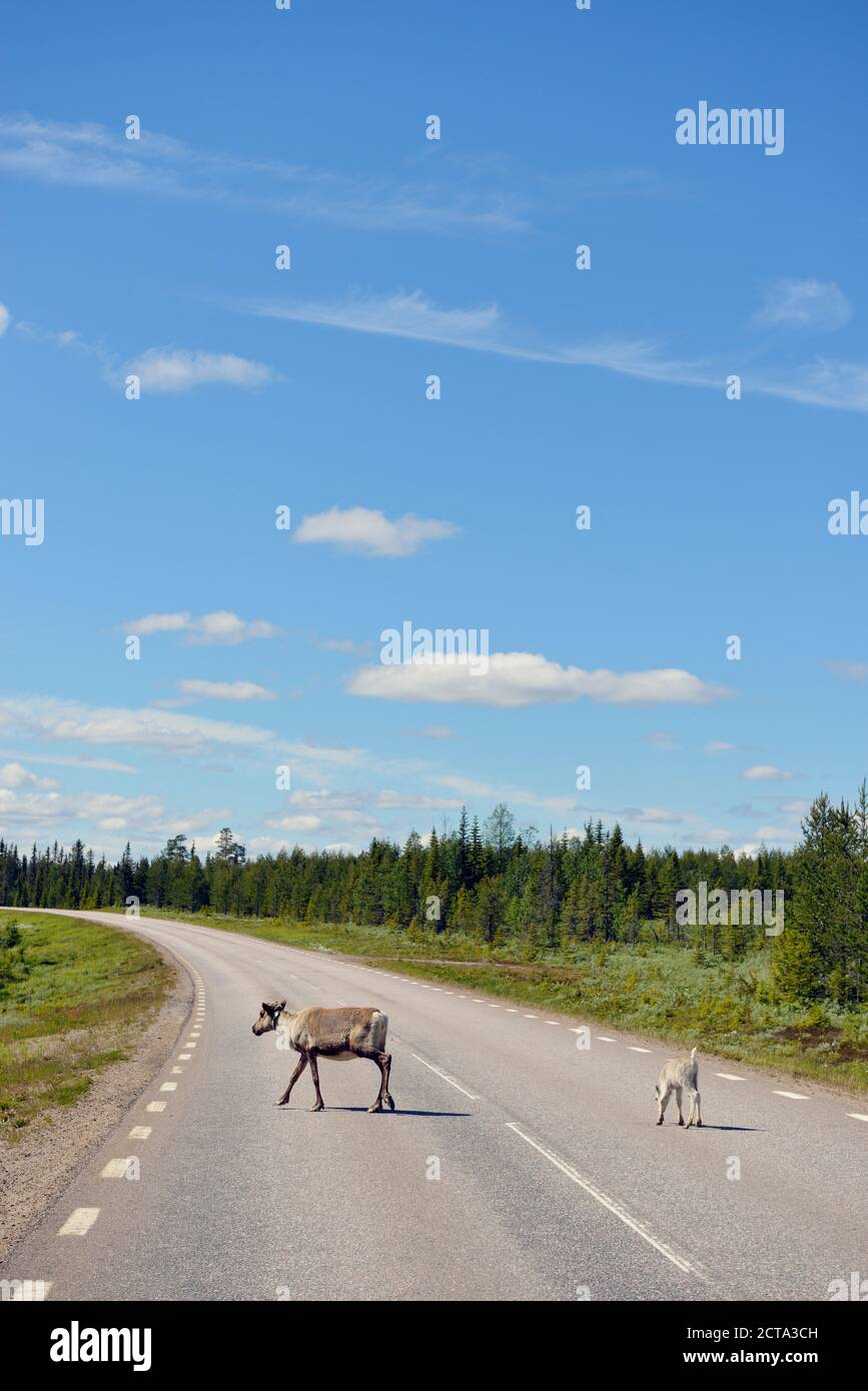 La Svezia, Arvidjaur, renne madre con giovani animal crossing road Foto Stock