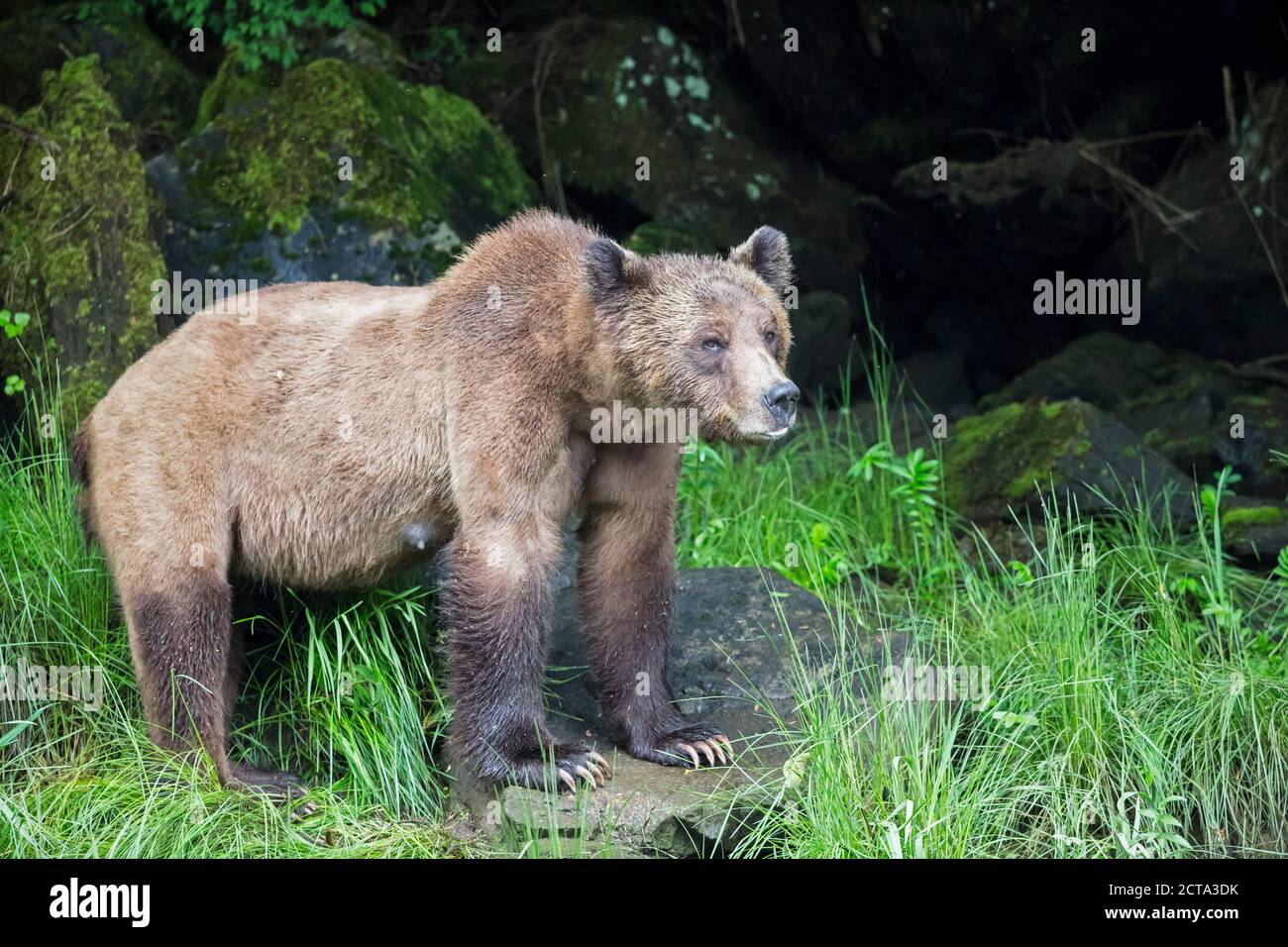 Canada, Khutzeymateen Orso grizzly Santuario, Femmina orso grizzly guardando fuori Foto Stock