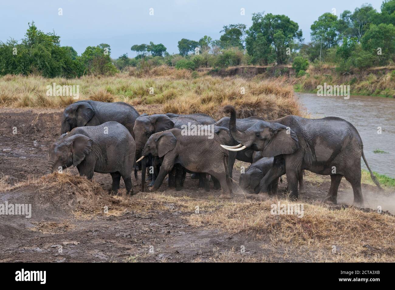 Africa, Kenia Masai Mara National Reserve, bush Africano elefanti, Loxodonta africana, con animali giovani attraversando il Fiume Mara Foto Stock
