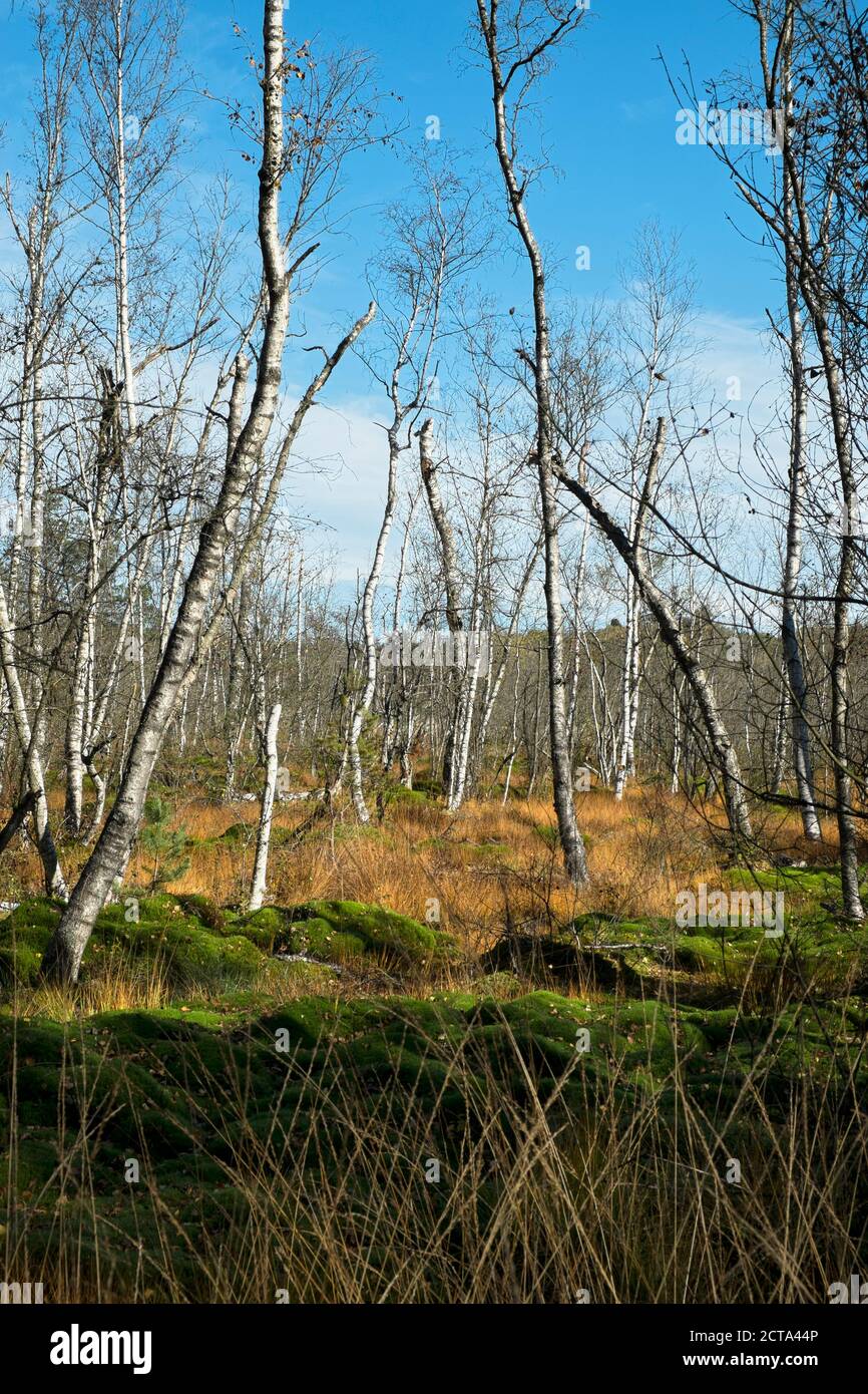 Germania, Baden Wuerttemberg, Villingen-Schwenningen, roverella betulle a Schwenninger Moos Riserva Naturale Foto Stock
