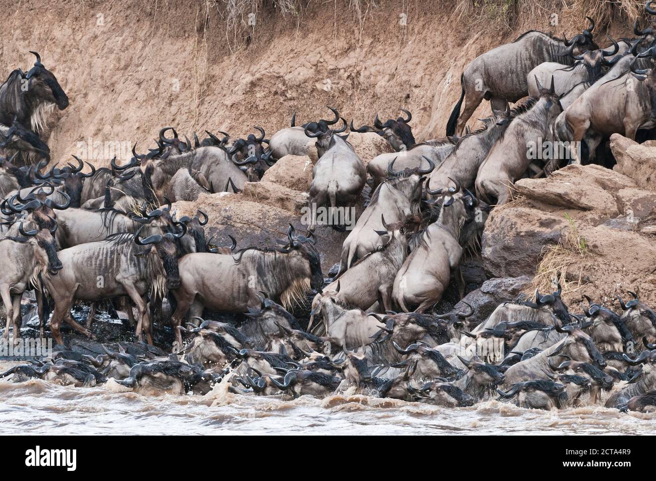 Allevamento di blu (wildebeests Connochaetes taurinus) cercare di uscire dal fiume di Mara Foto Stock