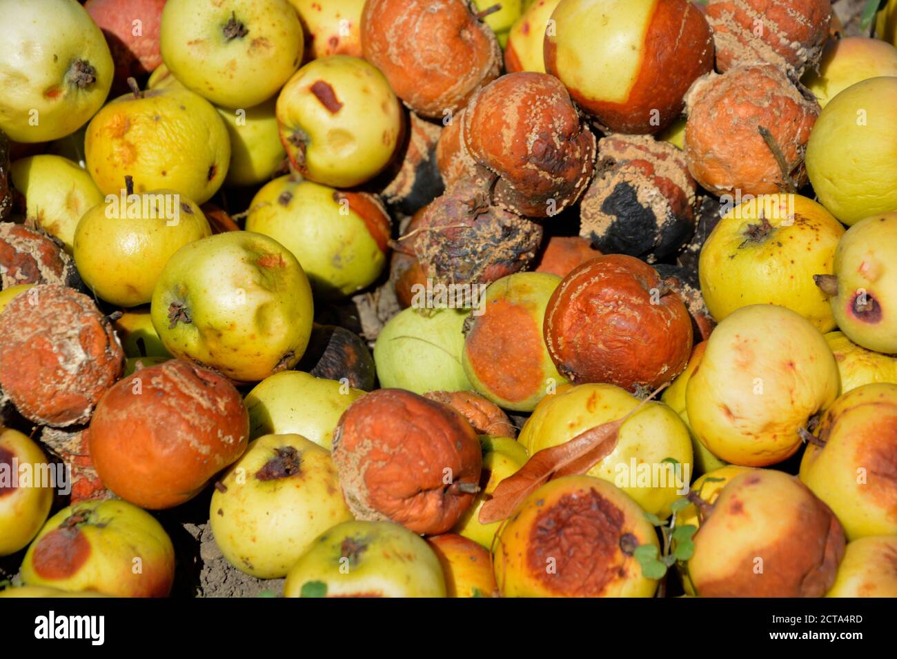 Mele marce, close-up Foto Stock