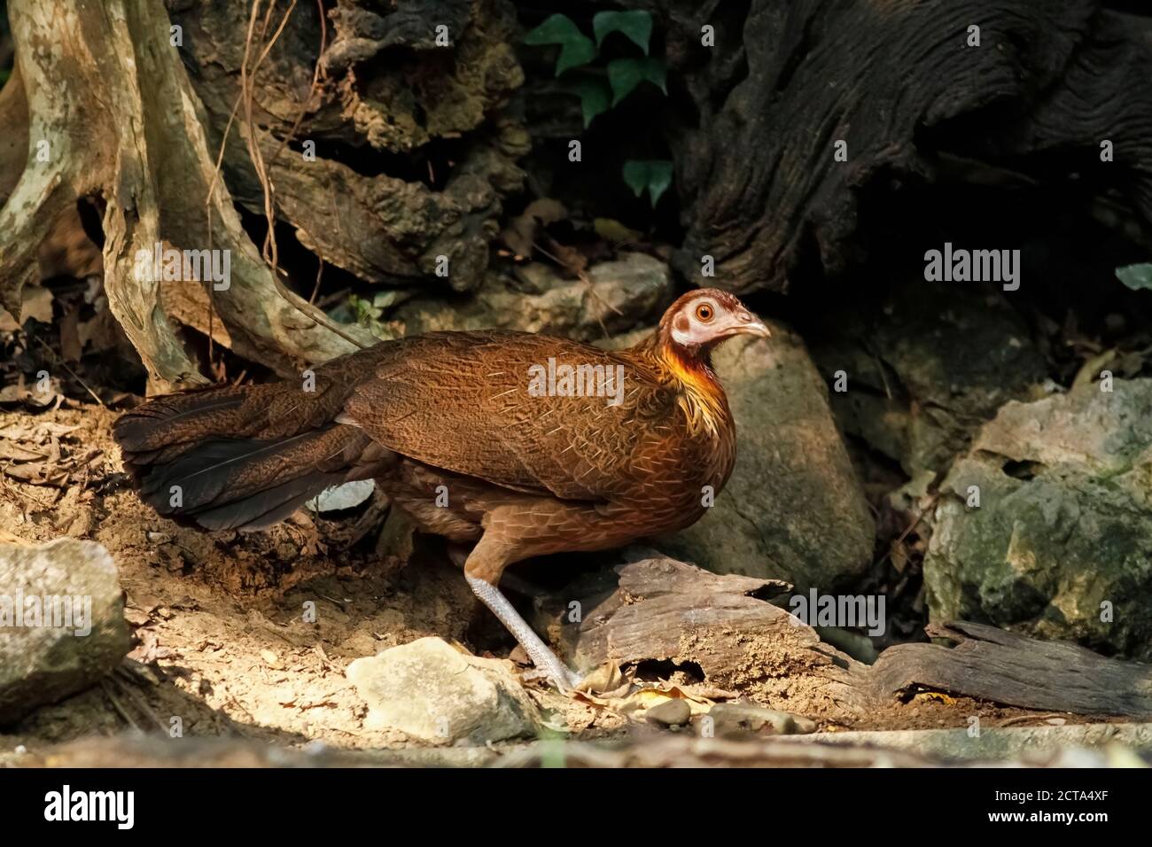 Thailandia, Kaeng Krachan, Gallus gallus , red junglefowl Foto Stock