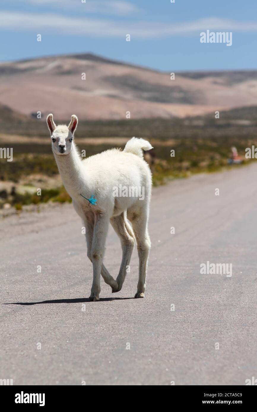 Il Perù, Ande, free-ranging llama (Lama glama) camminando sulla strada di campagna Foto Stock