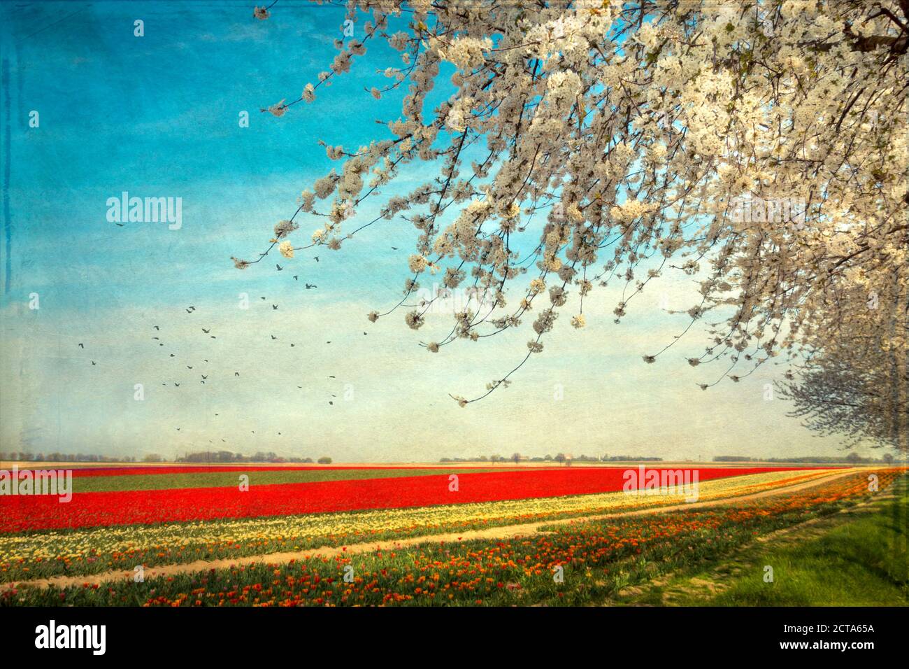 Vista di campi di tulipani con fioritura ciliegio in primo piano Foto Stock