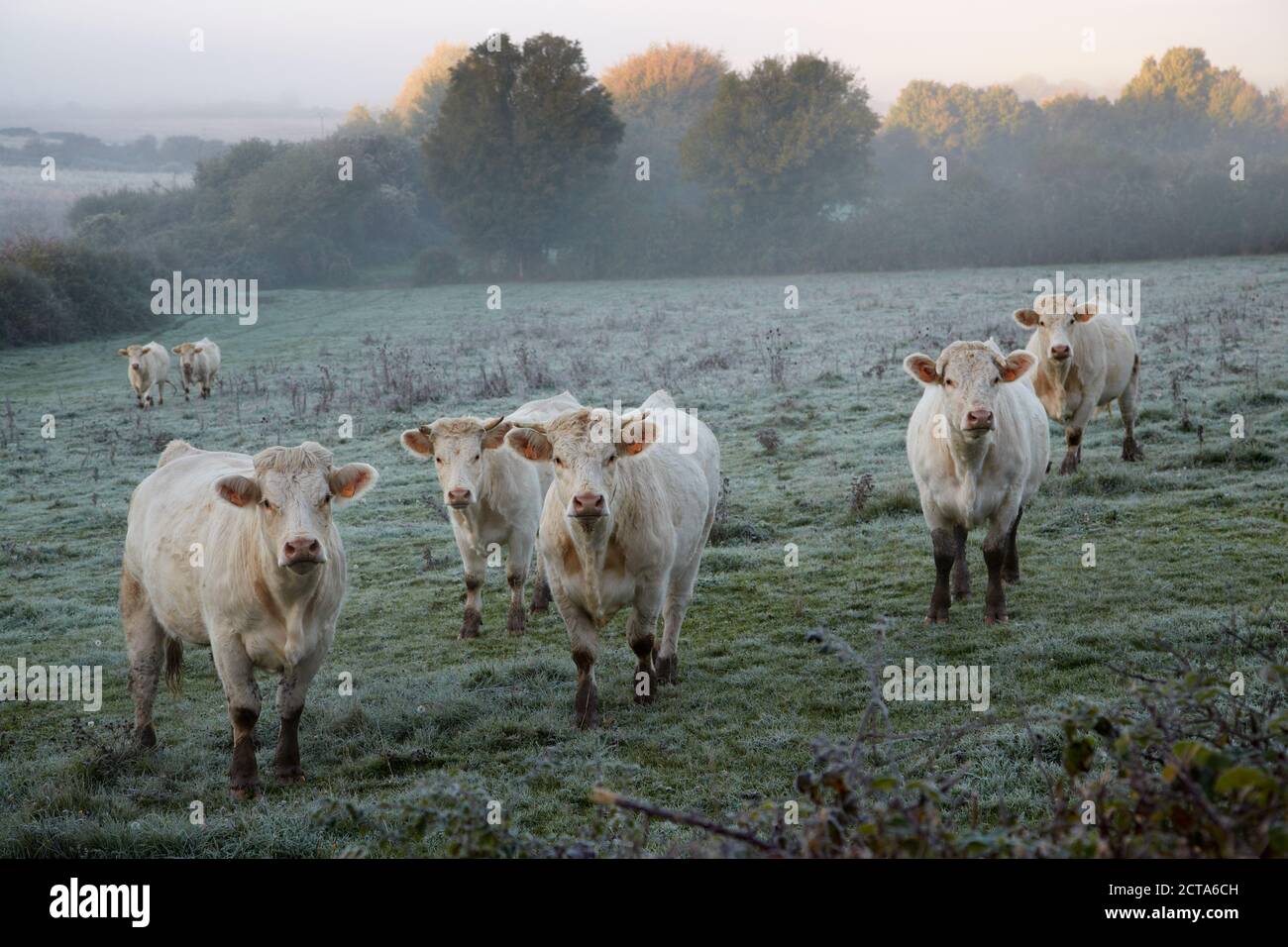 Francia, Borgogna, Charolais bestiame al pascolo vicino a Nevers Foto Stock