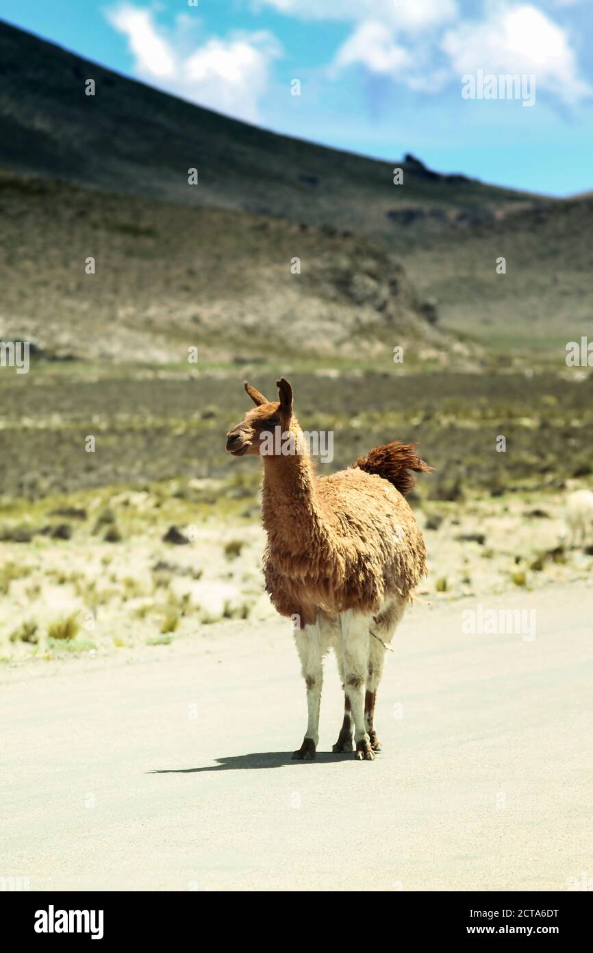 Il Perù, Ande, free-ranging llama (Lama glama) permanente sulla strada di campagna Foto Stock
