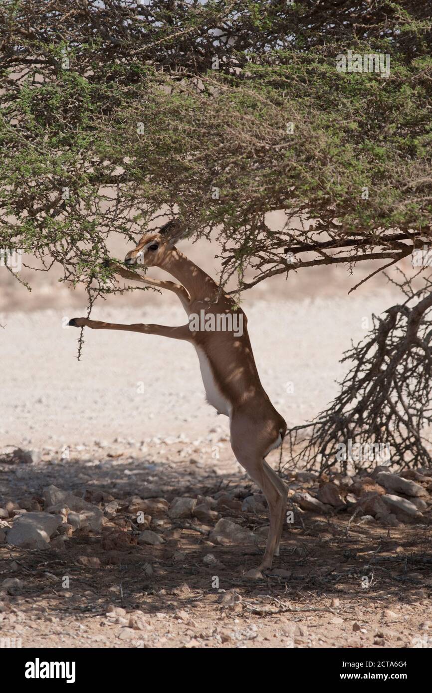 Oman, Jaluni, Arabian Oryx Santuario, Mountain (gazelle Gazella gazella) Foto Stock