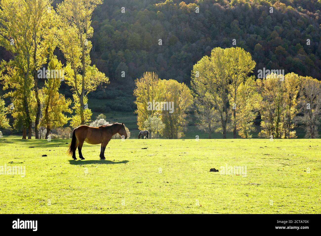 Spagna, Asturia, Parco Nazionale Picos de Europa, Ruta del Cares, cavalli sul prato Foto Stock