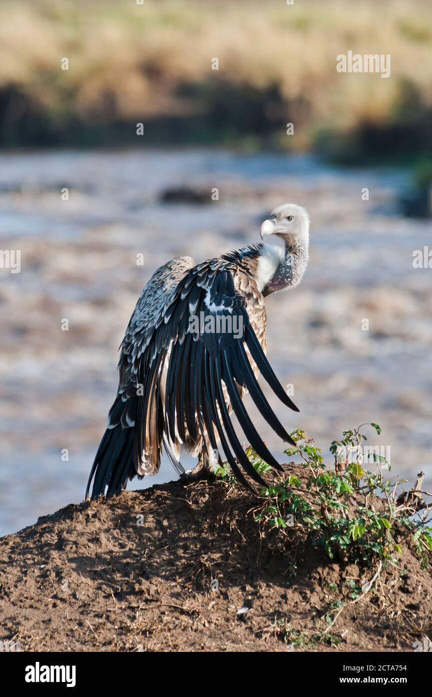 Africa, Kenia Masai Mara National Reserve, Rueppell's Vulture (Gyps rueppellii) con ali spiegate Foto Stock