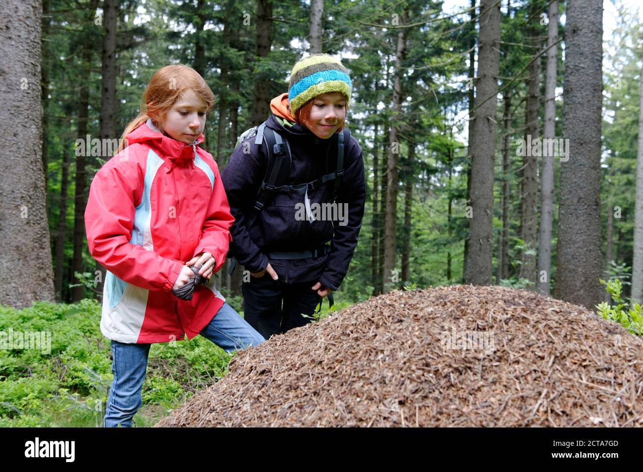 In Germania, in Baviera, Bassa Baviera, Foresta Bavarese, Deggendorf, Dreitannenriegel vicino a Grafling, due bambini guardare formicaio Foto Stock