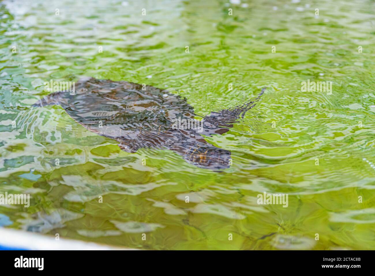 Il Centro Nazionale di salvataggio delle tartarughe marine gestito dall'autorità israeliana per la natura e i Parchi. Il centro è stato fondato nel 1999 dalla natura israeliana e dal P. Foto Stock