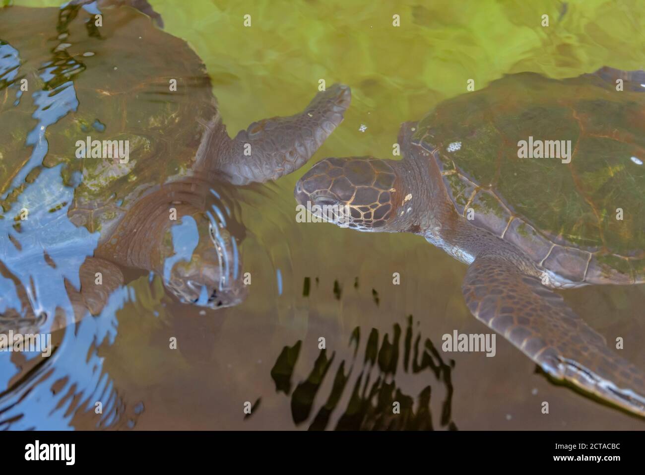 Il Centro Nazionale di salvataggio delle tartarughe marine gestito dall'autorità israeliana per la natura e i Parchi. Il centro è stato fondato nel 1999 dalla natura israeliana e dal P. Foto Stock