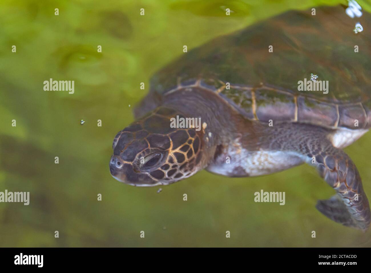 Il Centro Nazionale di salvataggio delle tartarughe marine gestito dall'autorità israeliana per la natura e i Parchi. Il centro è stato fondato nel 1999 dalla natura israeliana e dal P. Foto Stock