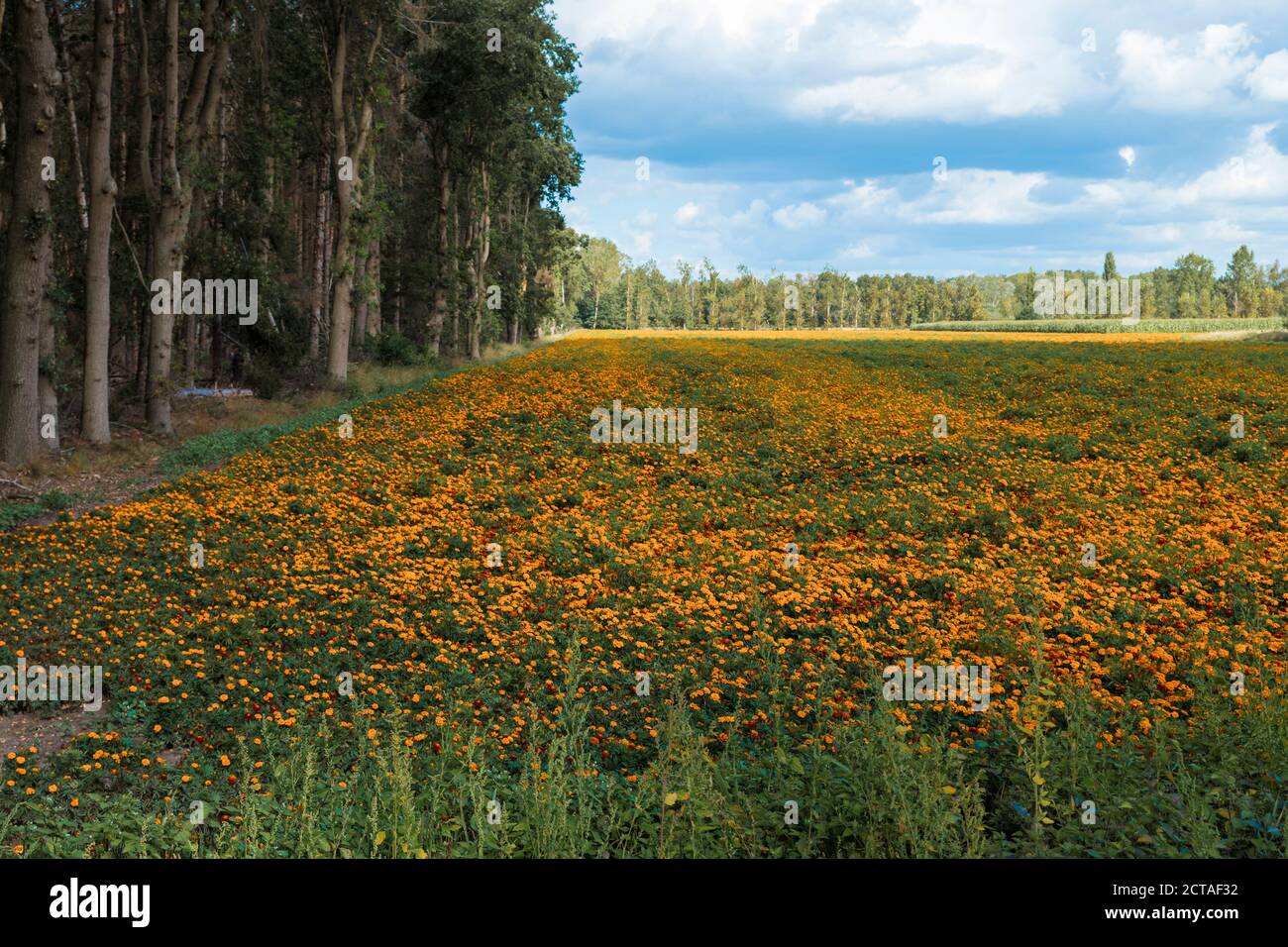 Grande archivio di fiori di marigold di tagetes arancio in limburg, questi sono coltivato come fertilizzante per combattere i nematodi velenosi Foto Stock