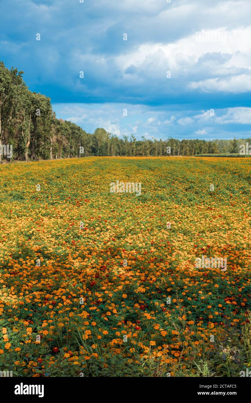 Grande archivio di fiori di marigold di tagetes arancio in limburg, questi sono coltivato come fertilizzante per combattere i nematodi velenosi Foto Stock