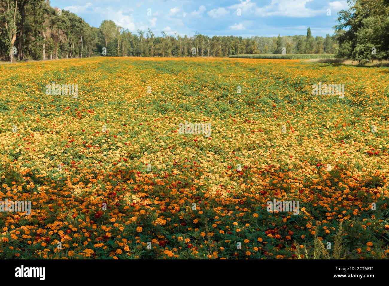 Grande archivio di fiori di marigold di tagetes arancio in limburg, questi sono coltivato come fertilizzante per combattere i nematodi velenosi Foto Stock