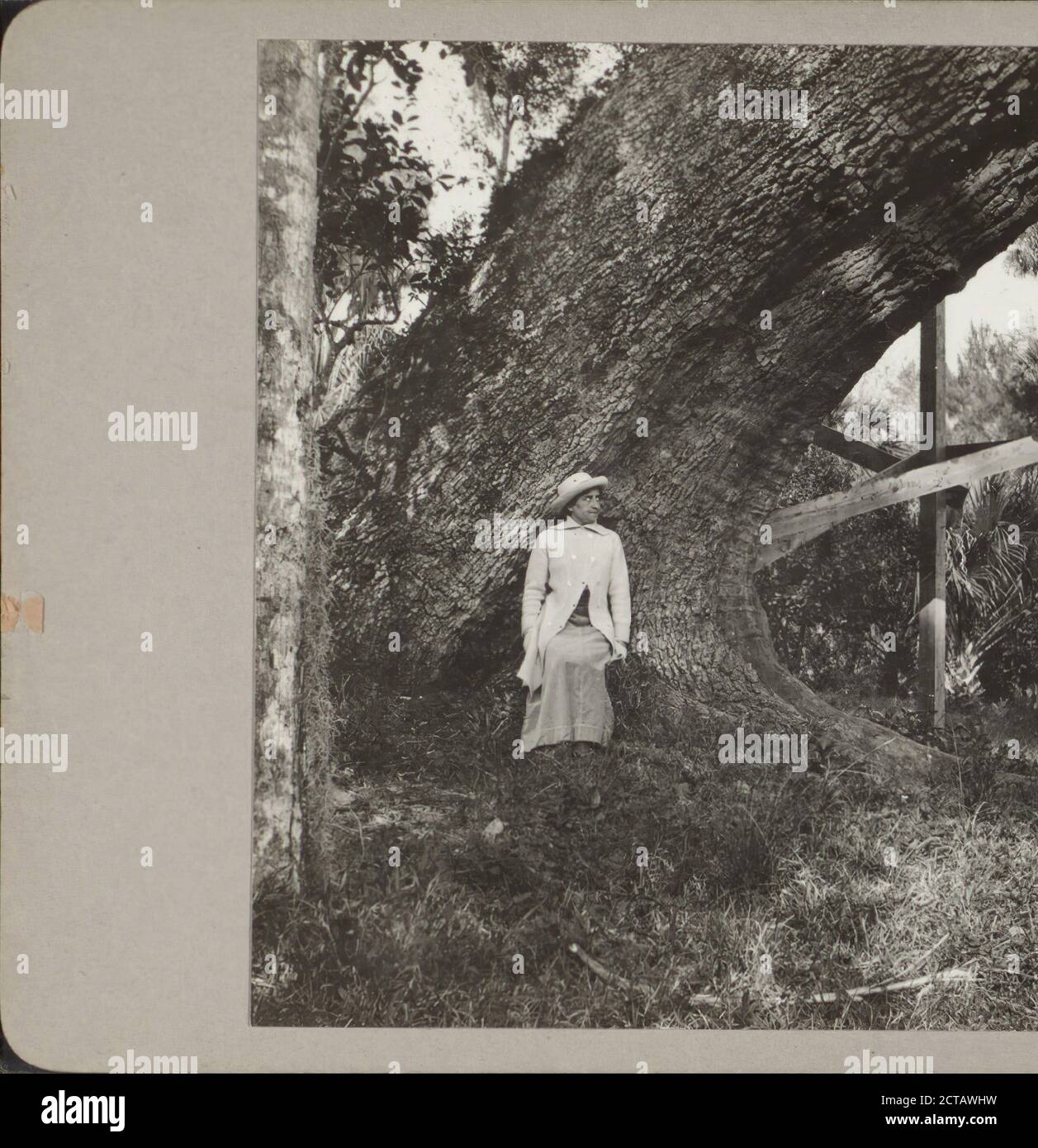 Donna seduta sotto l'albero., 1915-03, alberi, Donne, Abbigliamento & vestiti, New York (Stato), Florida, Stati Uniti Foto Stock