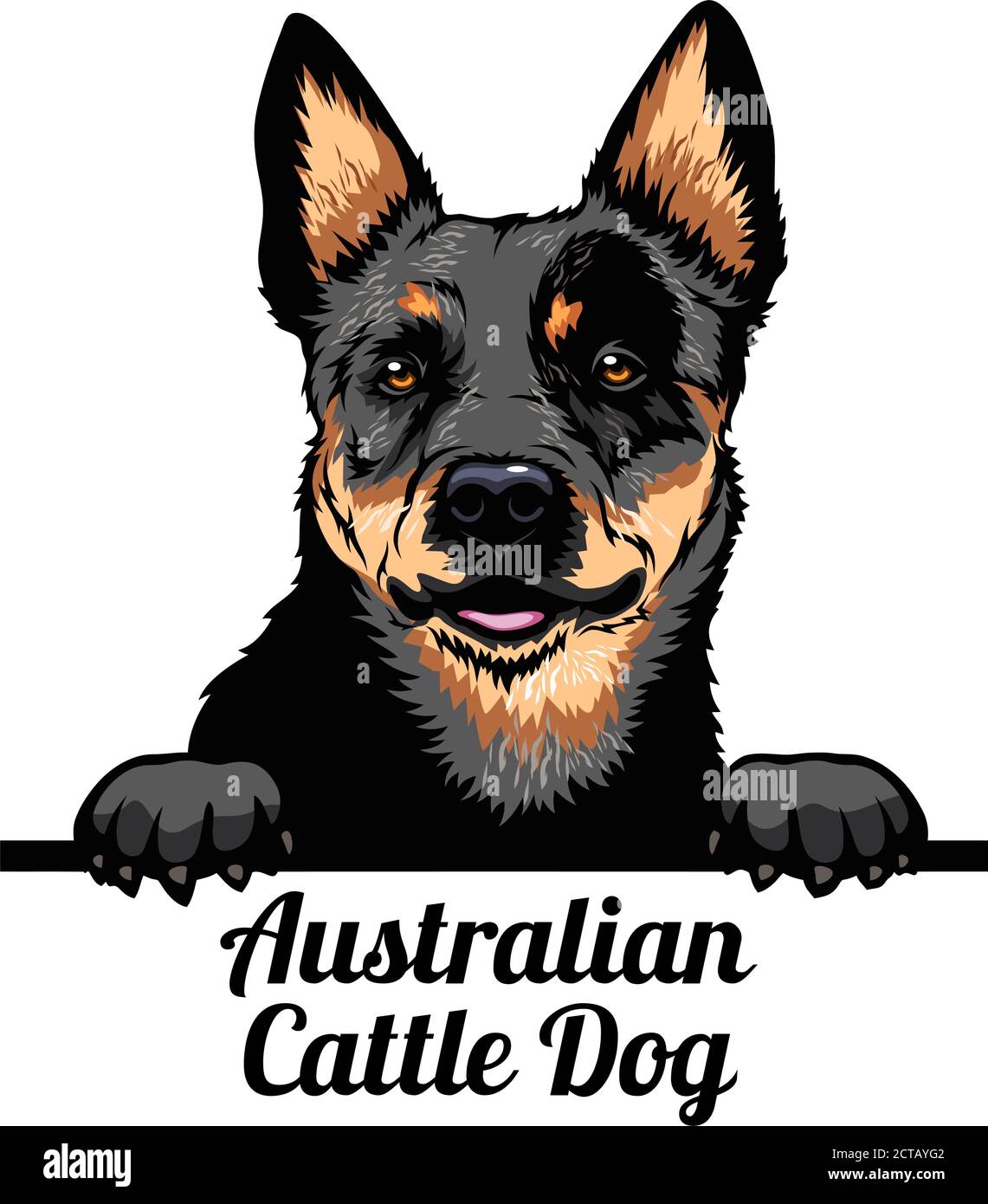 Cane da peeking - cane da bestiame australiano - razza di cane. Immagine a colori di una testa di cani isolata su uno sfondo bianco Illustrazione Vettoriale