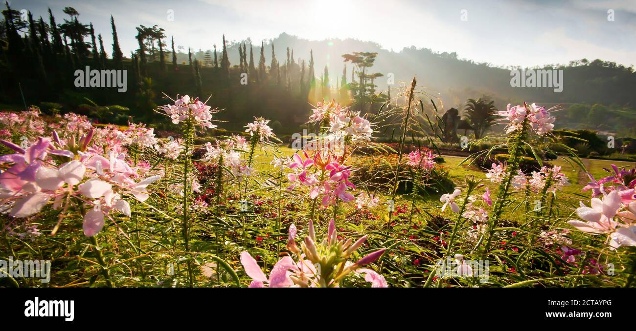Fiori ragno in piena fioritura con rugiada in luce, l'alba estiva splende sul giardino botanico di Ban Piyamit, Yala, Thailandia meridionale. Foto Stock