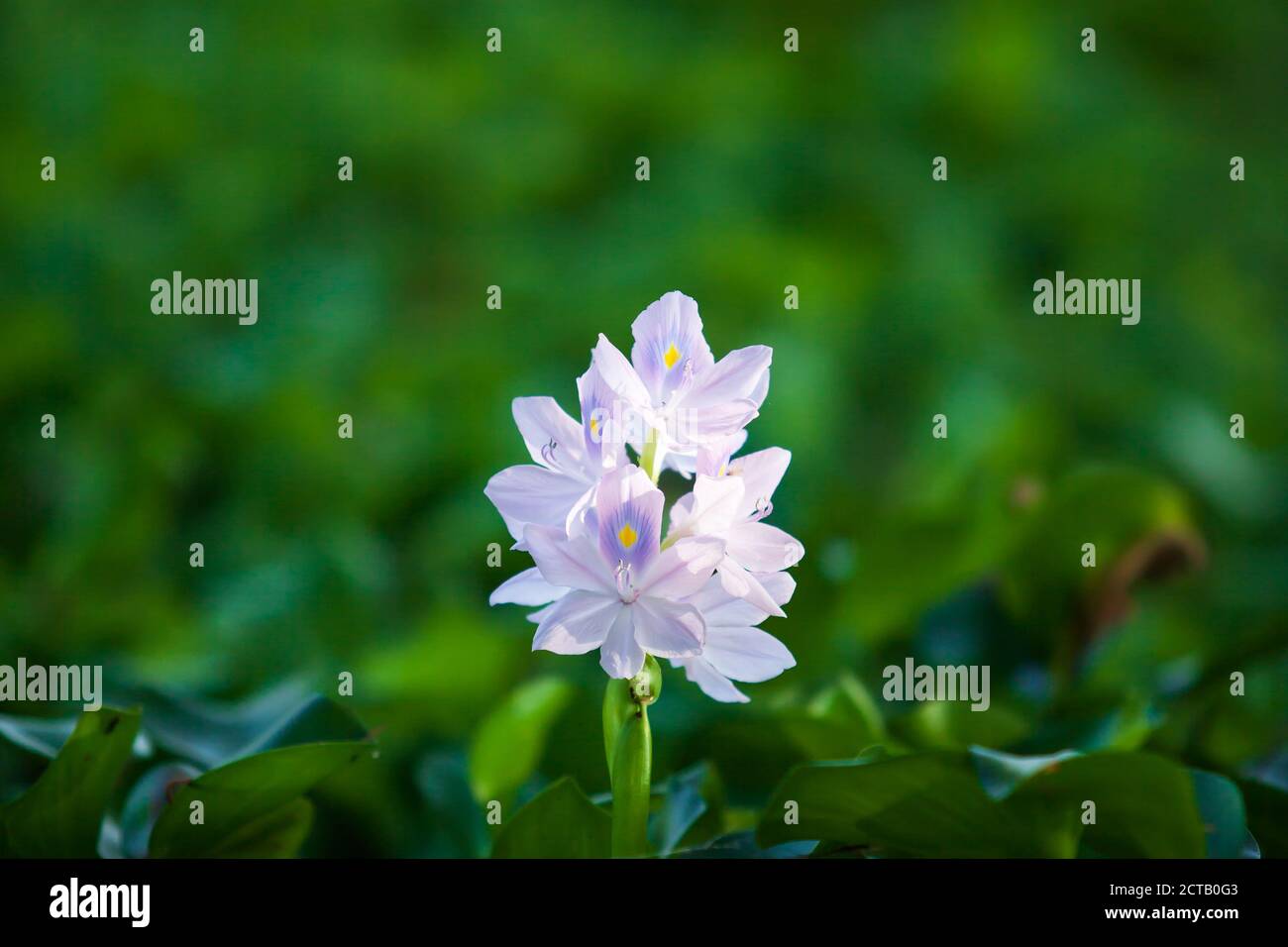 Fiore viola in fiore nella luce del mattino, giacinto comune acqua è in fiore galleggianti su stagno tropicale. Foto Stock