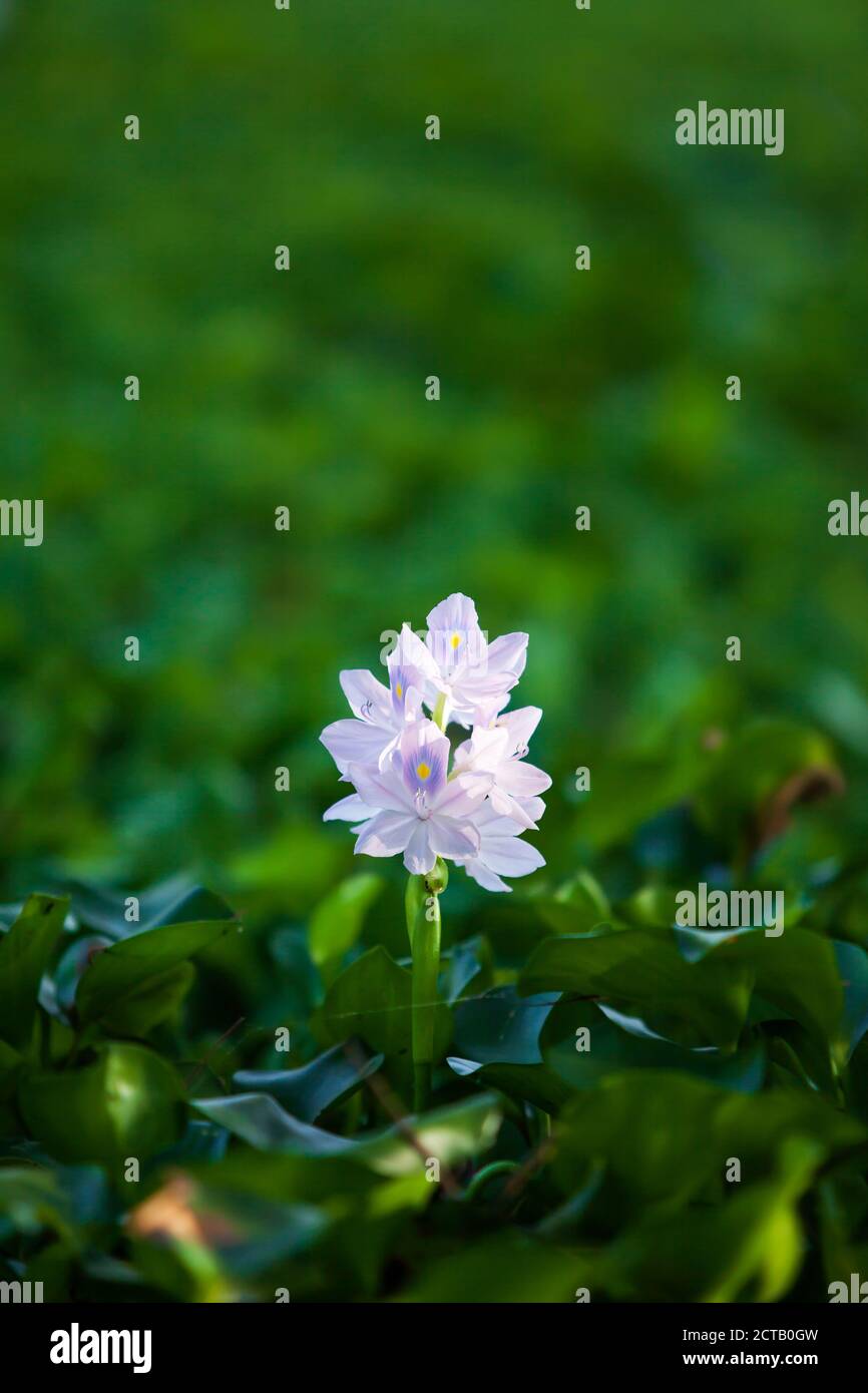 Fiore viola in fiore nella luce del mattino, giacinto comune acqua è in fiore galleggianti su stagno tropicale. Foto Stock